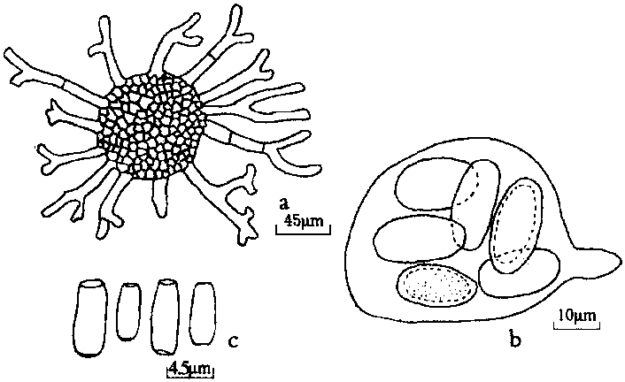 當(dāng)歸白粉病